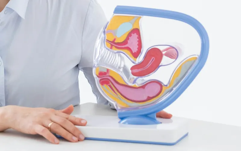 A clinician with an anatomical model of the female reproductive system