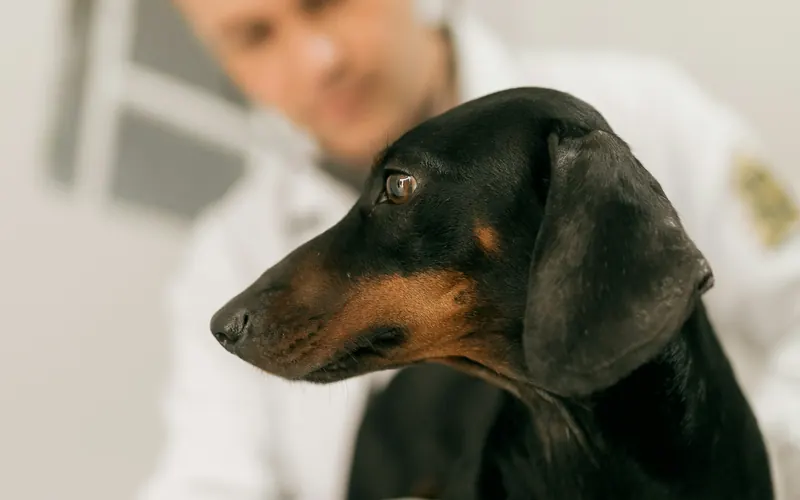 A veterinarian with a stethoscope examining a dachshund